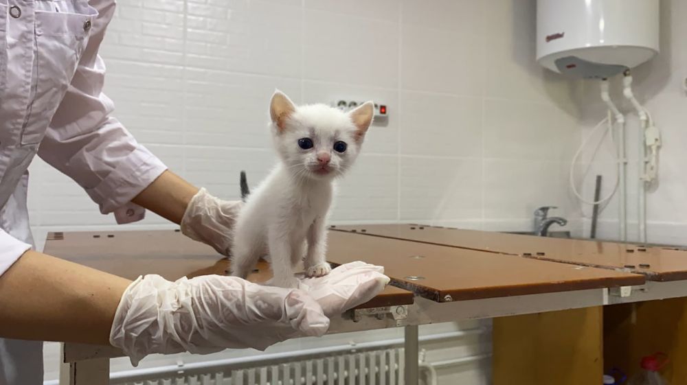 ��������������� ������������ ������