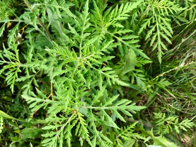 ���������� ����������������� ���������� ������ �� ����, �������� ���������� ���������