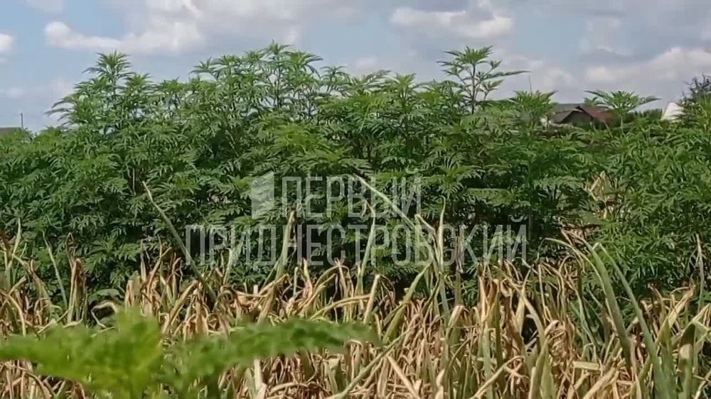 ������ ���� � ��������. ���� � ��������