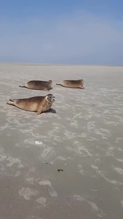 �� �����������, �� ���� �������