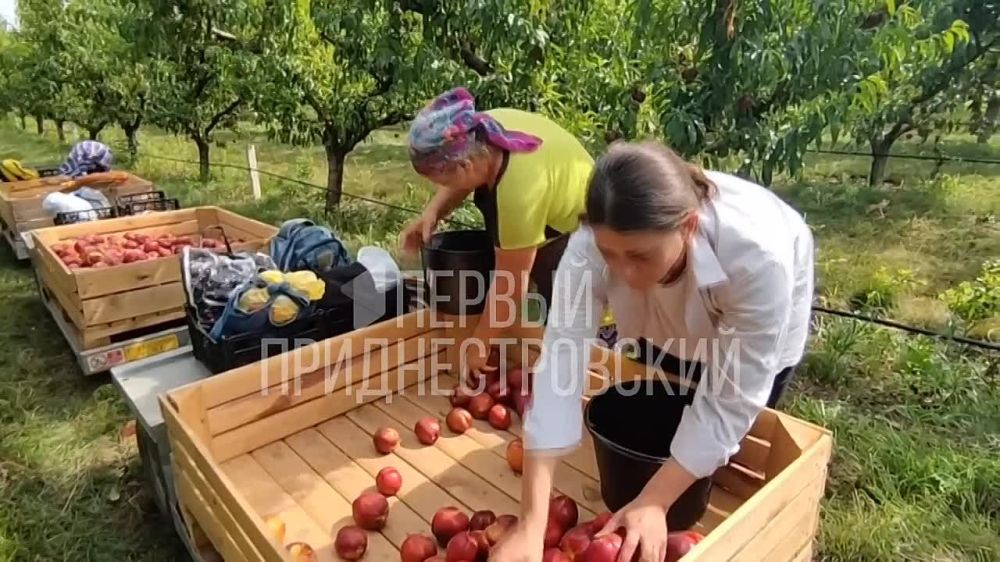 ����� �������! � ����� � ������ ������� 135 ����