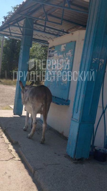 ��� �� ��������� � ��������