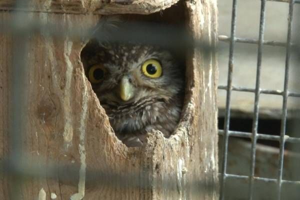 ������������ �������. � 2010 ���� ��� ��������� ������� ������� � ���������� �������� ������� �������, ����������� �...