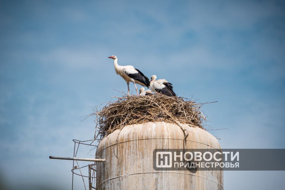 ����� ����� ������ � ��������� ������ ������������������ @kaltkopf