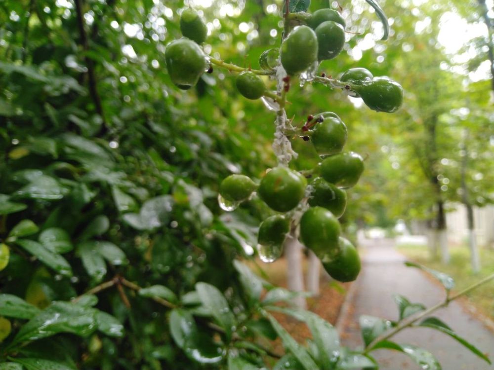 ������ ��� ��� ��������. ��������� ����� - ������ �������� ������� �����