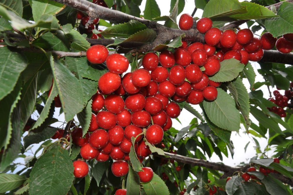 ������ �������- �������. � ������������� ���������� �������: