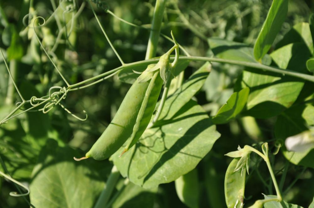 ������ ������. ��������� ������� ���������, ���, ������, ������, ������� ������������ � ������ �����