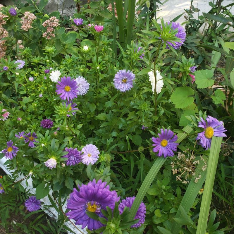 ������ ����������, ������ ����� � �������� � �������