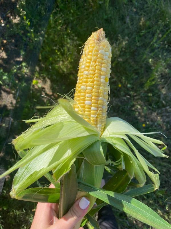 �������� �������� ����������� ������� �� ������� ���������