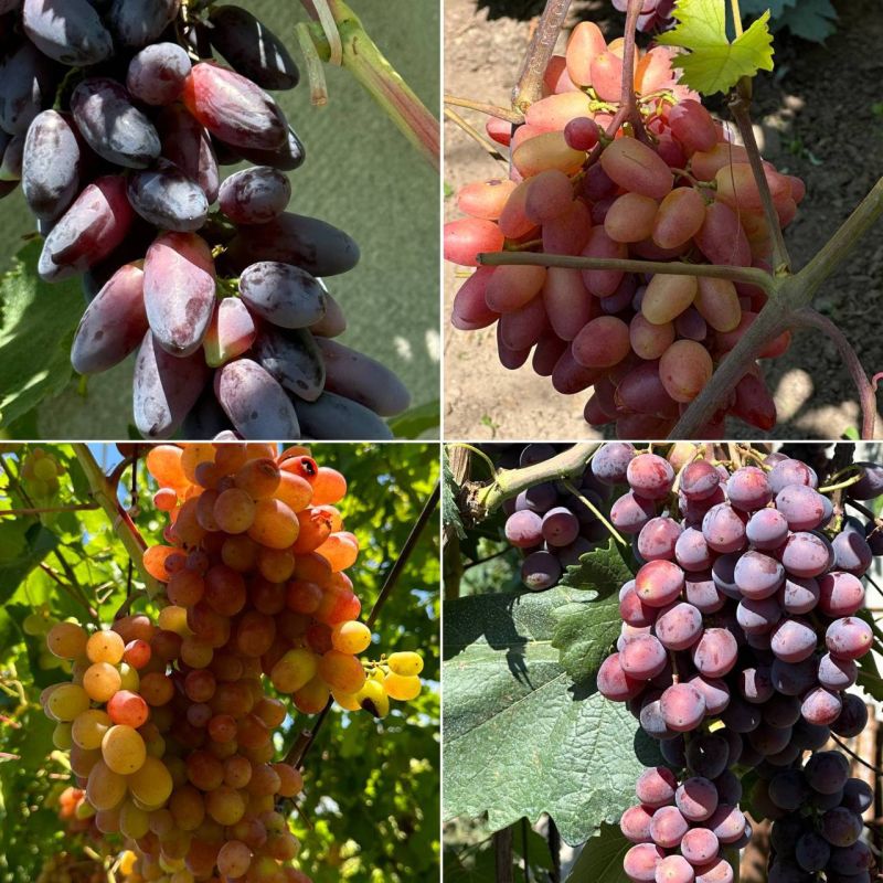 ���� ����� � ��������� ������, ��������� � � ������� �������