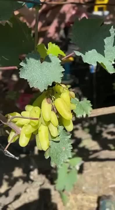 ���������� ����������� ������ ����� ���������� �������� ����� ���������