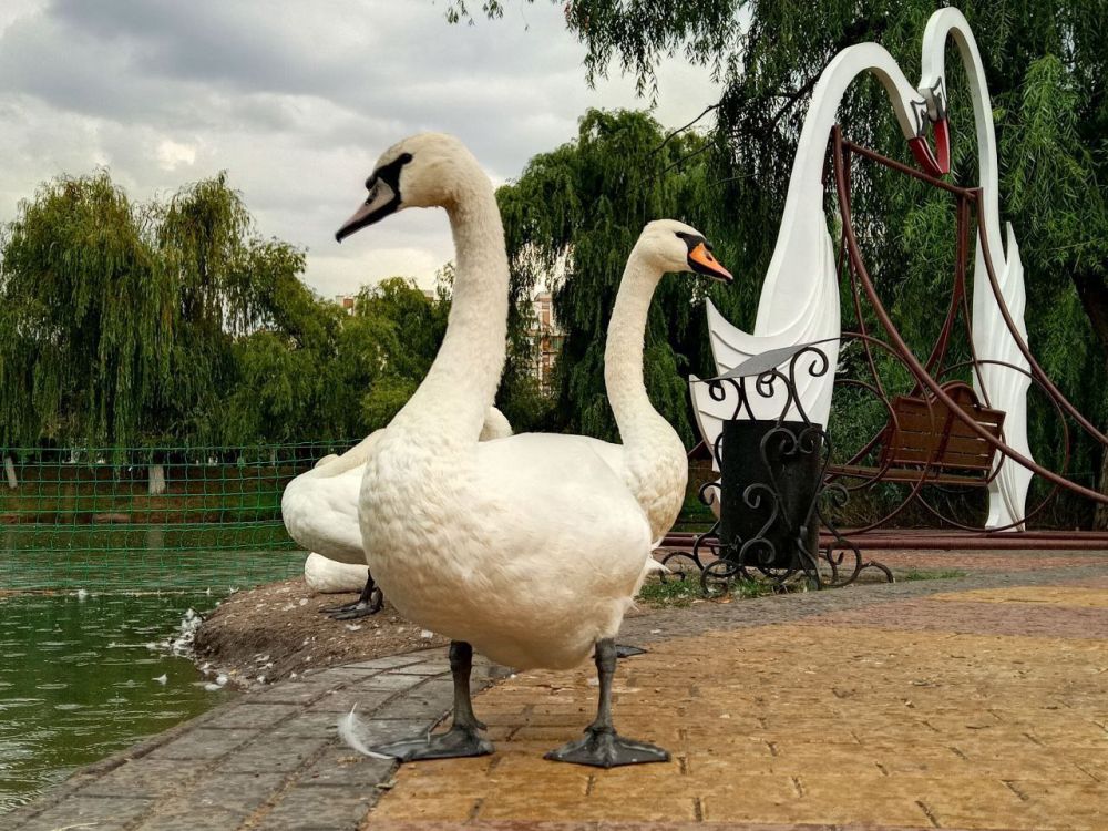 �������������� ����. ���� ����� �������. ������� � ������