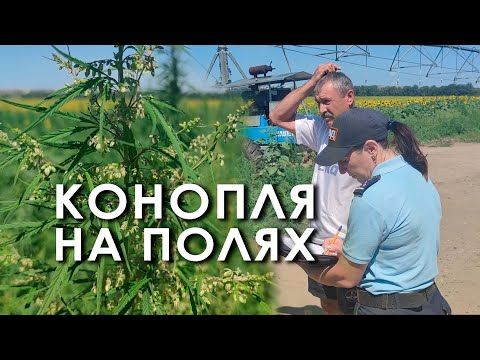 ����� �� 80 �������� ����� ������������ ������� � ������������ ����. � ������������� ������ ������������ � ������ �������� ���� ������� ��������� �����