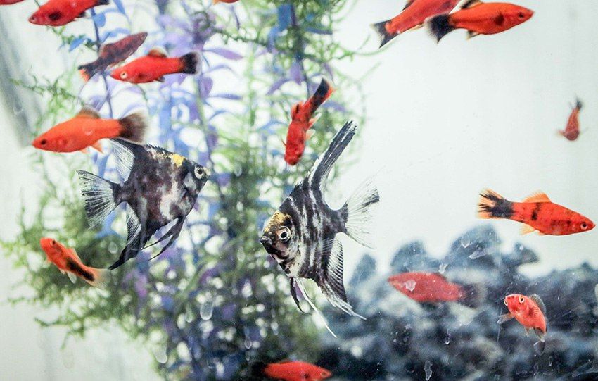 ����� ����������� �������� ������� ����� ���� ��� �� ������� ��������, ������ ����� ������ �������� �� ��������� � ���������� � ������� ����������