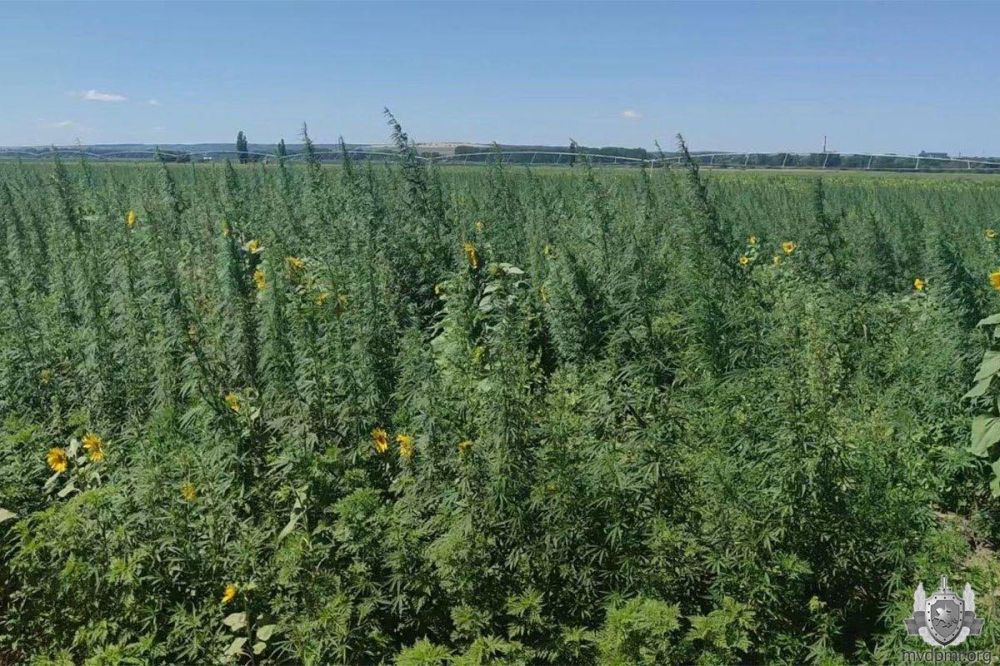 ����� ���� (80 ��������) � ������������ �������� ���������� ����������� � ������������� ������