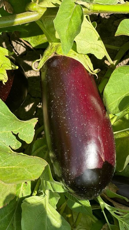 � ��� ������ ���������� � ���� ���� �������