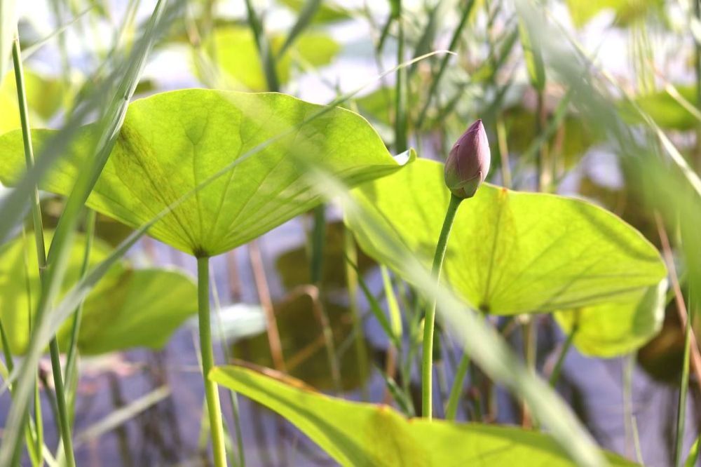 ������ ������ ������� �� ���������� ����