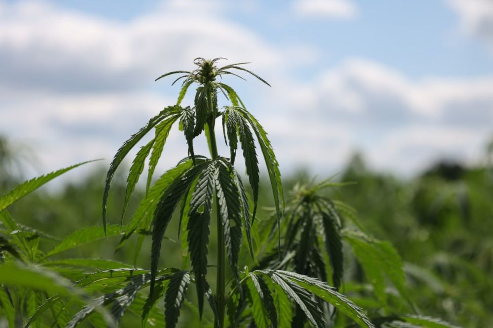 � ������������� ������ � ������ �������� ���� ������������ ������� ������������ ������� �� ����� ����� � 80 ��������, �������� �����-����� ���