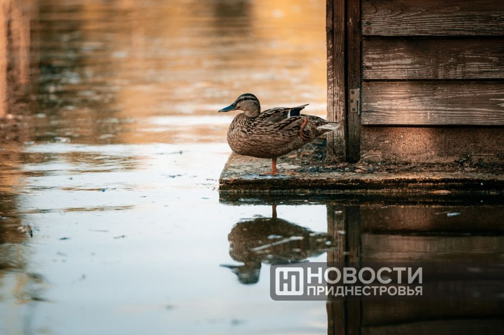 � ������������� �������� ����� ���������� �����