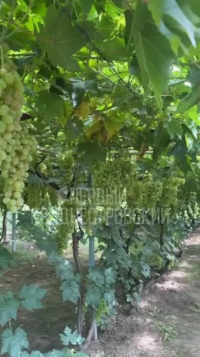 ������ ��������� � 2 ����������