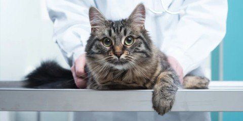 � ��������������� ������������ ��������� ����� ������������ � �������� ���������� �������������� �������, �������� �����������������