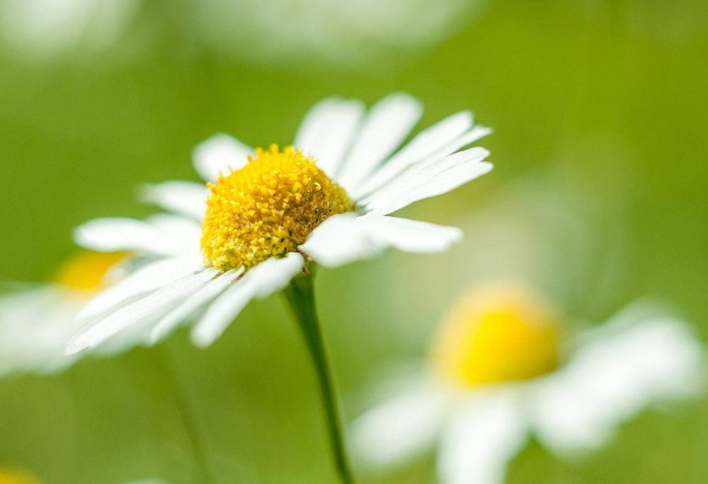 ������, 12 �������, �� ���� ������� � ������� ���������� ����������� ������ ��������