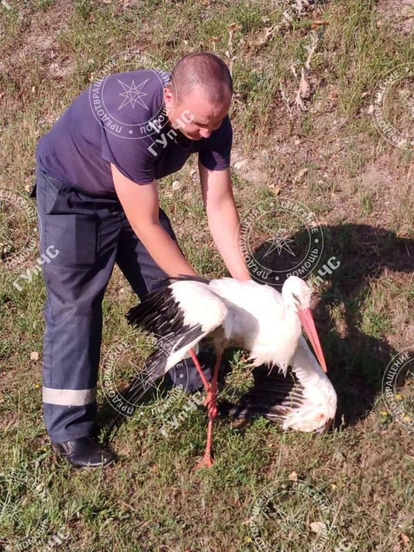 ��������� ���������� ��������-������������� ������������� ������� ��������� ������������ ��������, �������� �����-����� ���