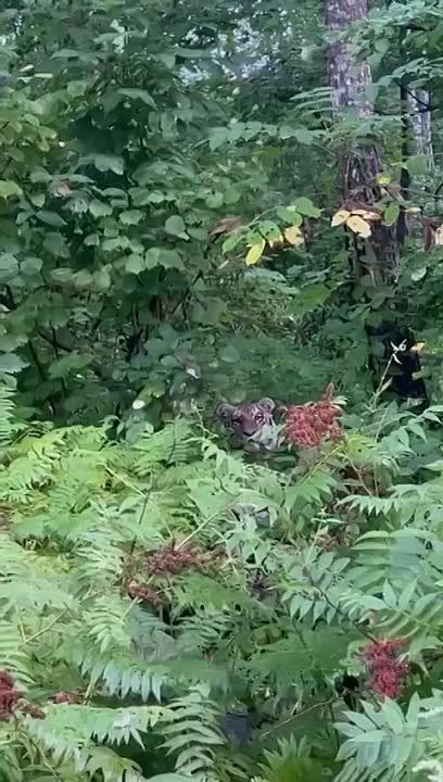 � �������� ��-�� ���������� �� ���� ����� �����