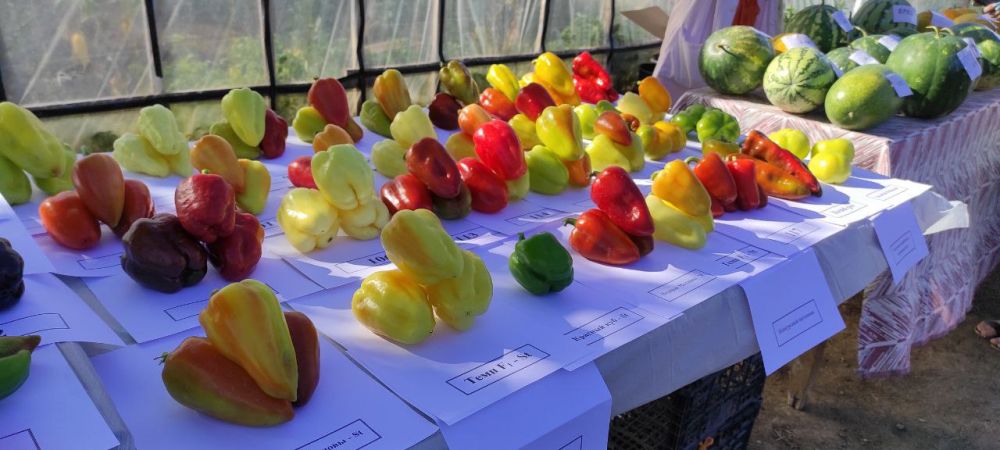 � ��������������� ��� ��������� ��������� ������������ ����������� ������������� ������� ����� ��������, ���� � ������, �������� �����������������