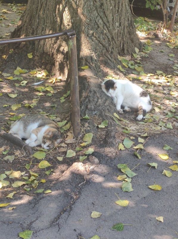 ���� � ������������� �����