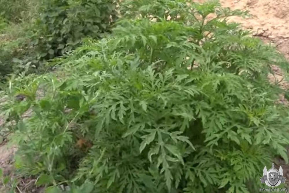 ���������� ������������� ���� �������� �����, ������������ �� ��������� ������ ������������� ��������, �������� �����-����� ���