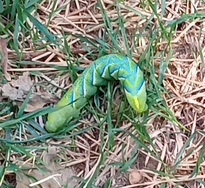 ���������� ��� �������� ���� ��������� ��������