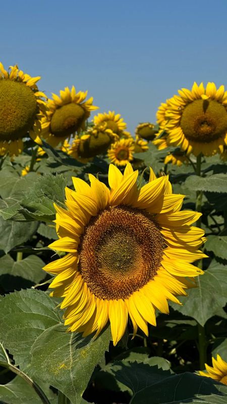 ���� �� �������