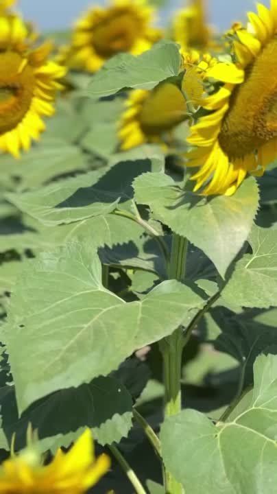 �� ���������� ������������ �������: ��� ����� ��������� ��������� ������������ � �������������