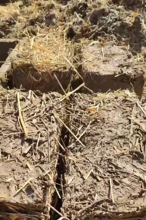 ������ ������, ������ �������, ����� ������� � �Avramov-Band� �� ������