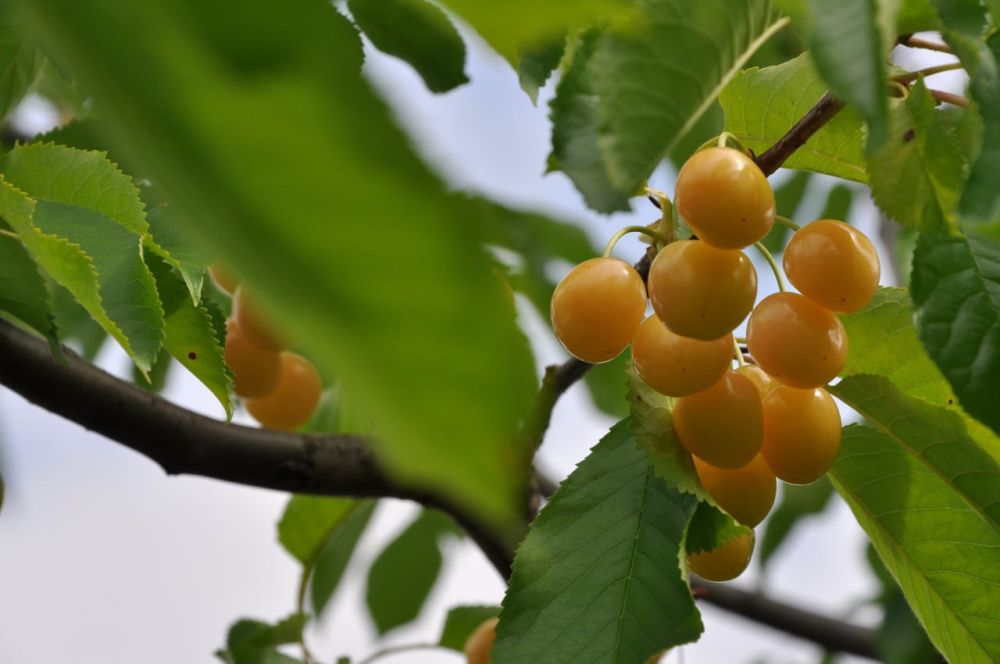 ������� ������. �������, 21 �������, ��������� ���������� ����������, ��� �������