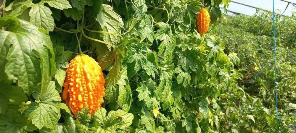 ��� ����� ���� ��������� � ���� ������� ���������� ������, �������� ������ ���������������