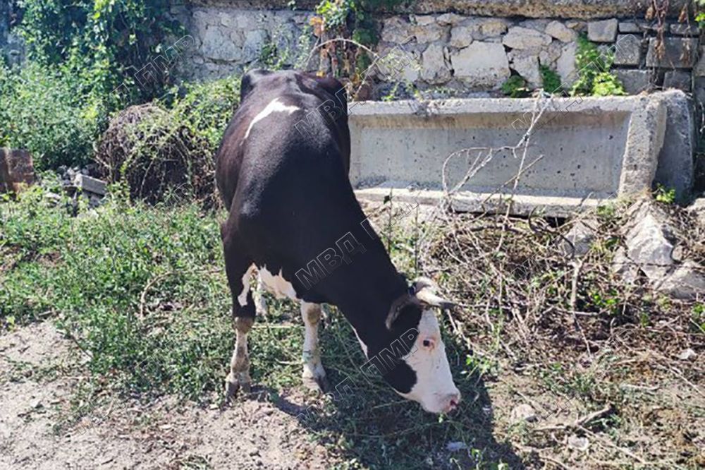 ������� ������. ������� ���� ������. � �������, 19 �������, � �������� ���������� �. ������� ������ ��� ������������������ ������ ������, ������� �������� ������ �� ����� ��� ������������� ����-����. ������� �������� �������, � ��� ������� � �������