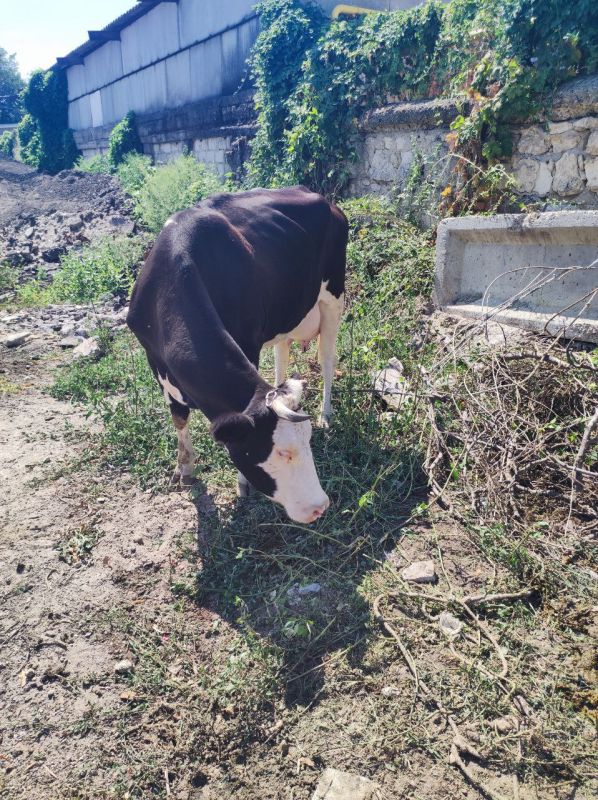 ������� ���� ������ ������