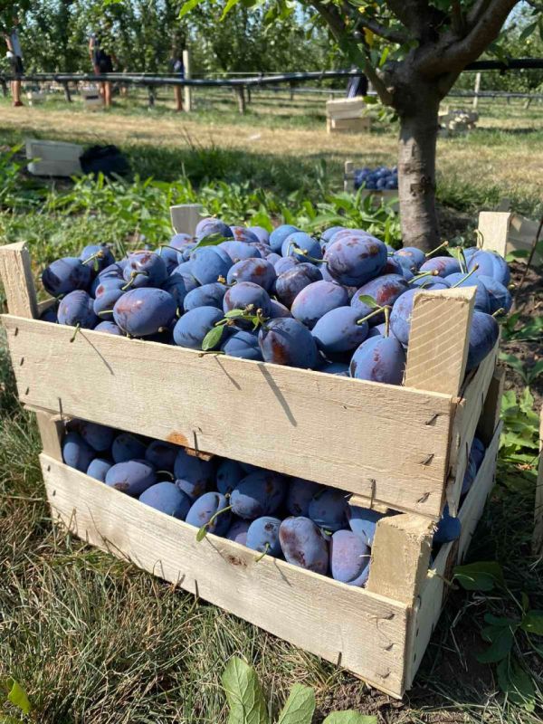 � ������ ���� �� ��������� ���� ��� ������������� �������� �����