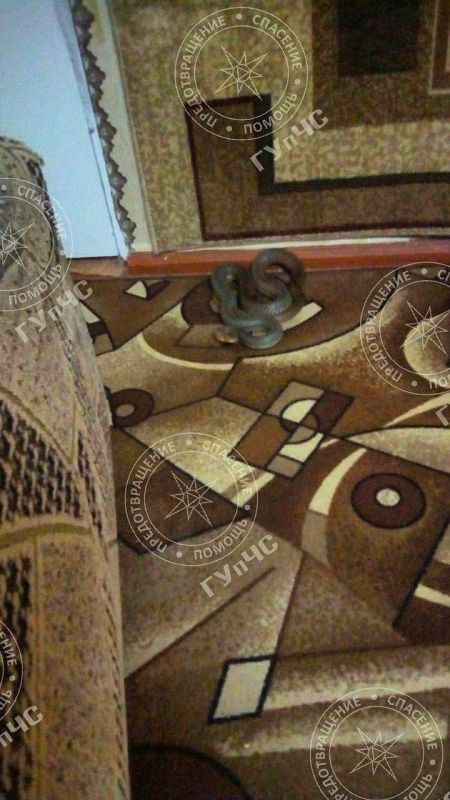 � ��� 73-������� ���������� �������� ����, ���������� �� ������������� � ������ ������, �������� �����-����� ���. ��������� �� ������ ��������� ���������� �����������, �� �������������� ������� �� ����� � ���������� � ������� �����