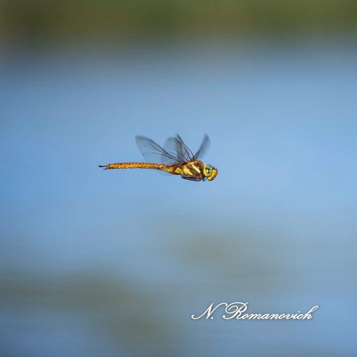 �������� � ������ ��������������� ��������������� ���������� ������� ���������