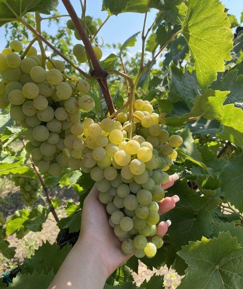 � ���� ������� ���� ������� ���������