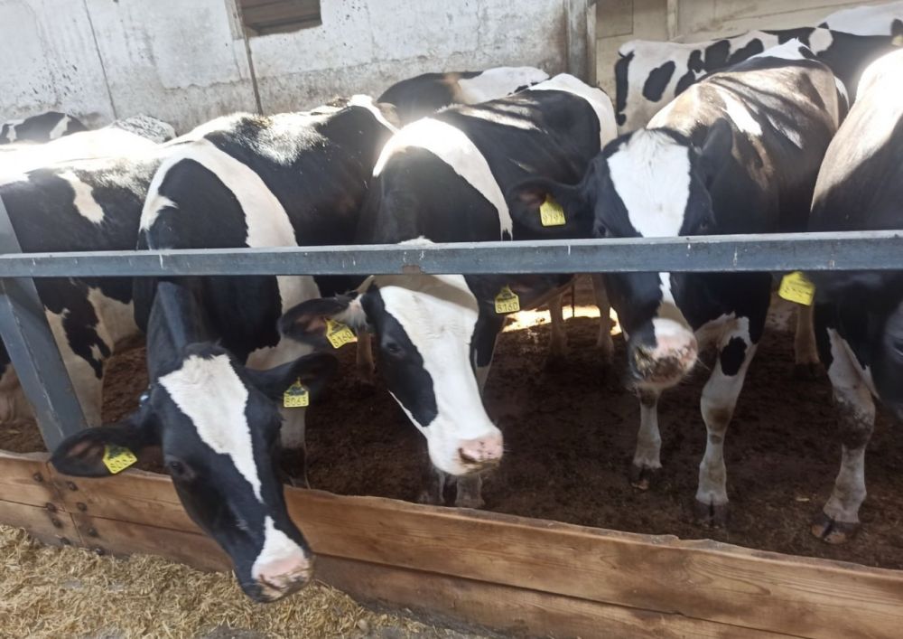 ���������������� ����������� ��� ���������� �������� ������������