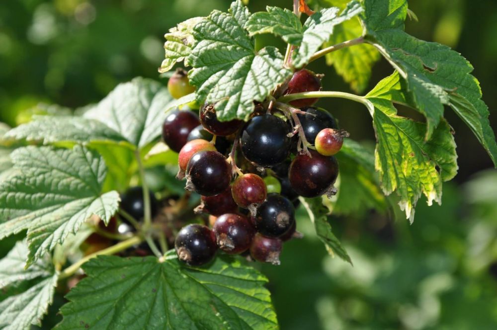 ������� ������. �������, 24 �������, ��������� ���������� ����������, ��� �������