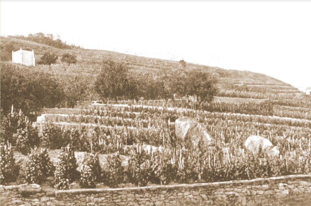 1. ����������� ������� �������������, �������, ������ XX ����