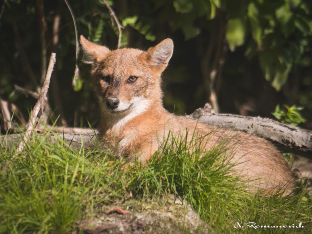 ������, �����, �������� � ������� - � ��������� ���� � ������������� ���������� ��������, ������� ������ ����� �� ��������