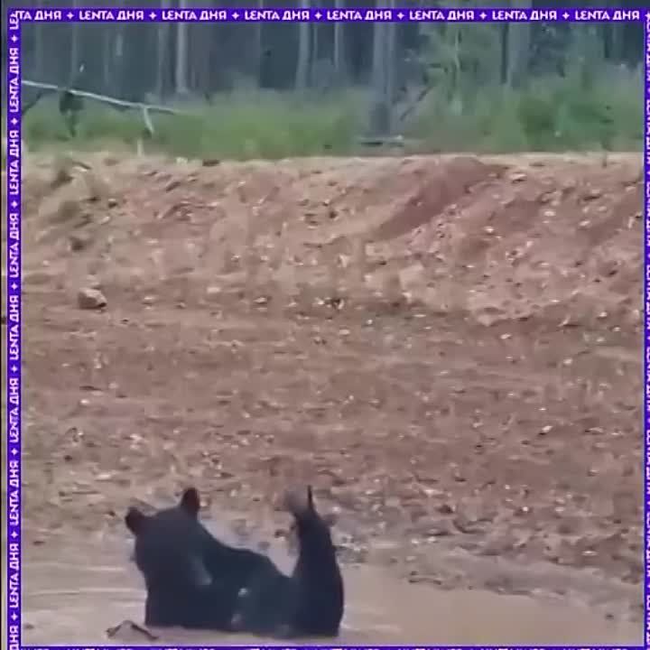 �������� �����������. ����� �������� � ���� � ������ ������ ����� � ����� ������