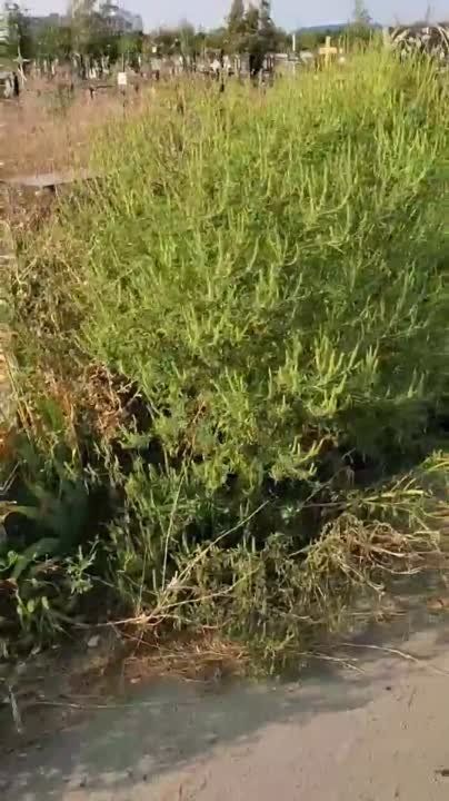 ���������� ������� ������� �������� � �������� �� ��������