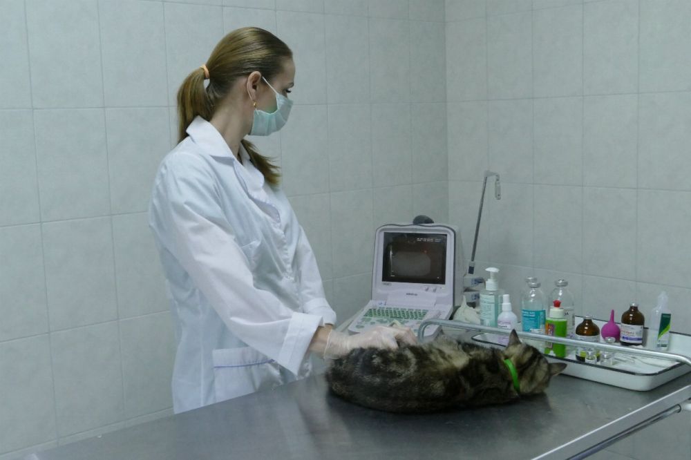 �������- ���� ������������